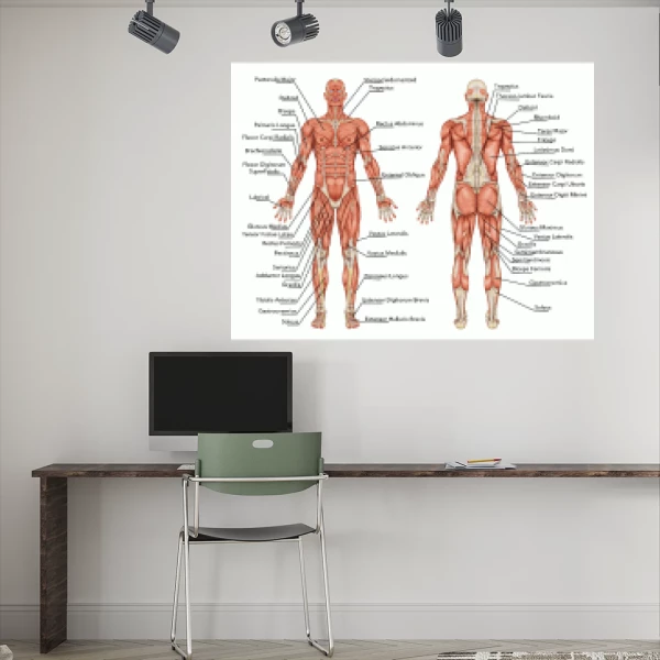 Sticker Anatomie - Les muscles humains